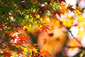 autumn-leaves_00050