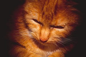 50291565 - cute ginger cat portrait, close up of a cats head, filtred photo.