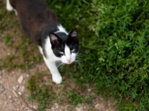 50498652 - the cat is on the ground with grass and looking at the frame